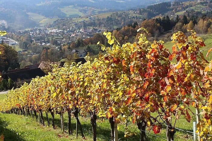 „Obwohl der Schilcherweingarten auf dem Dietenberg bei Ligist heuer durch den Frost schwer gelitten hat, zeigt er sich jetzt im Herbst wieder von seiner goldenen Seite“, schreibt uns Heinz Kürzl.