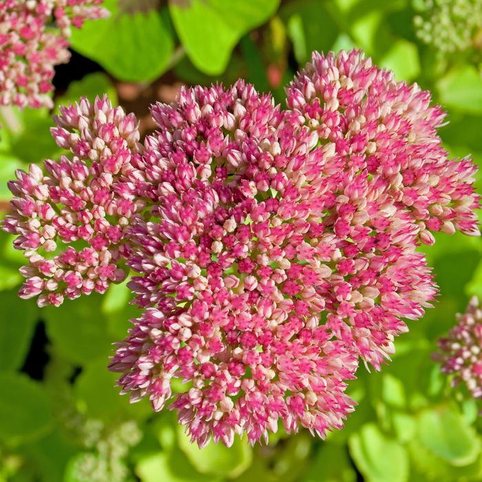 HItzeresistente Pflanzen Robust im Garten
