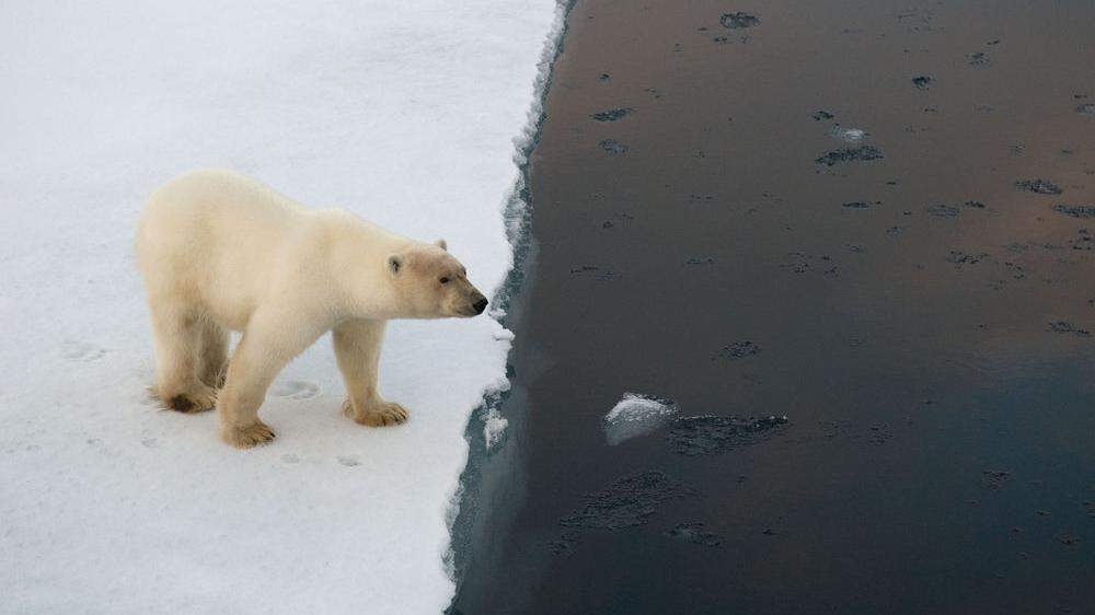 Der Lebensraum für Eisbären schmilzt