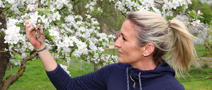 So weiß strahlten die Blüten im Obstgarten von Martina Köstinger vor dem Frost. 
