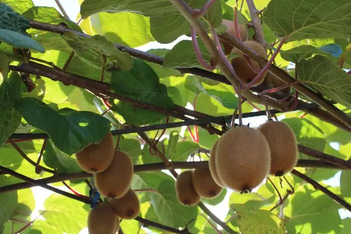 Die oststeirischen Kiwis zeichnen sich durch einen intensiven Geschmack aus, sind leicht säuerlich und sehr süß