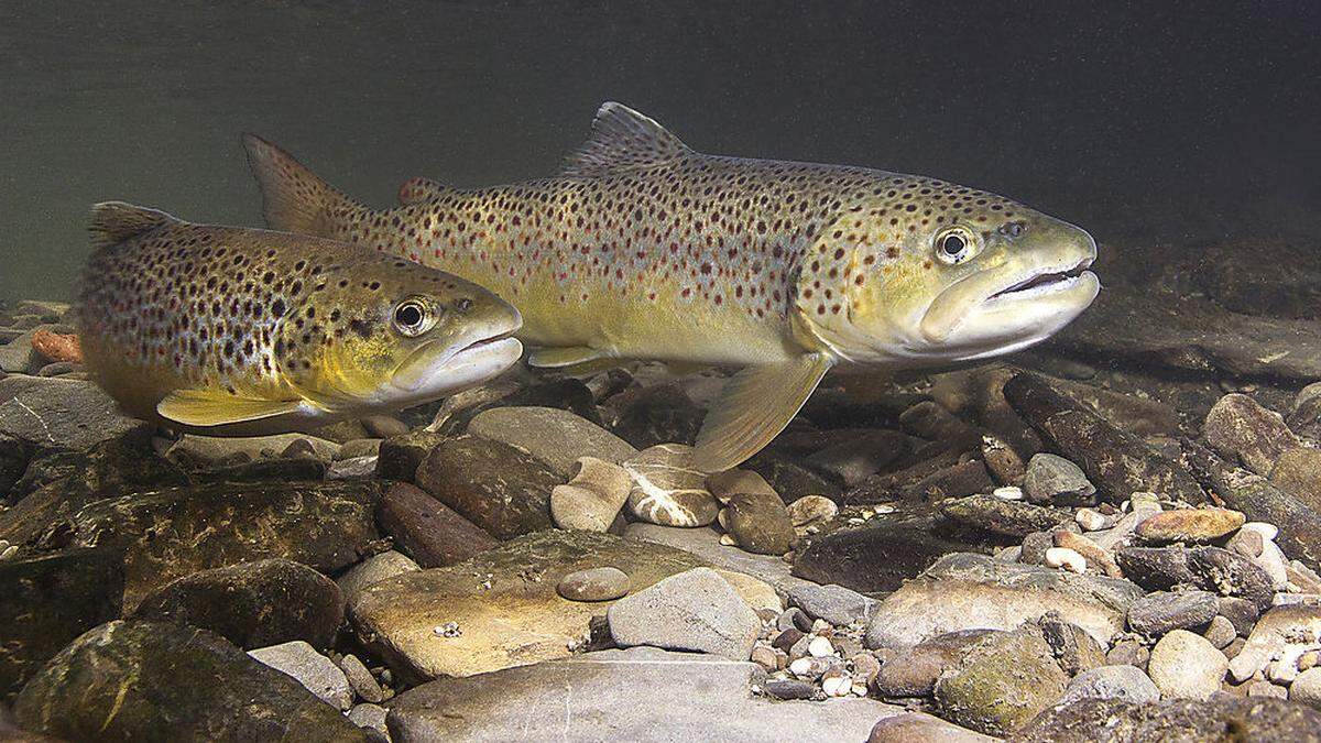 Immer mehr heimische Arten, wie die Bachforelle, werden zurückgedrängt. Sie brauchen niedrigere Temperaturen. Aber auch versiegelte Böden bereiten den Tieren Probleme