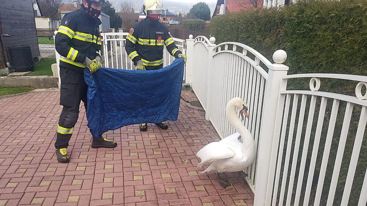 Die Kameraden der Feuerwehr haben den Schwan aus seiner misslichen Lage gerettet