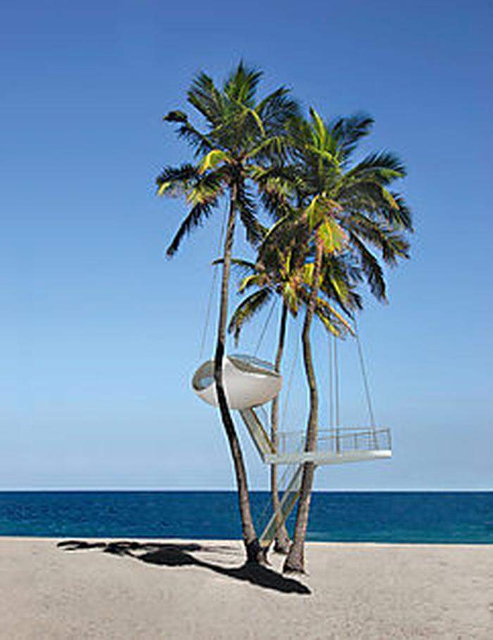 Das bringt einen auf die Palme: Der Wohnkokon hängt in einer fünf Meter hohen Kokospalme