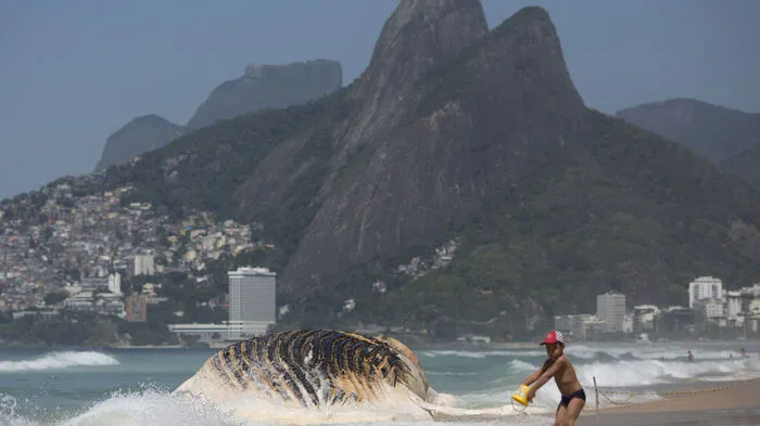 Wie ein Fels im Wasser: Mitten am Strand von Rio de Janeiro ist ein rund 30 Tonnen schwerer Wal angespült worden.