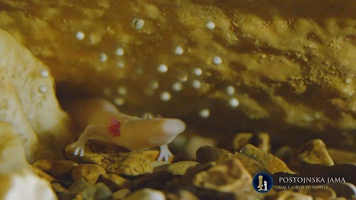 Das Grottenolm-Weibchen und die Eier