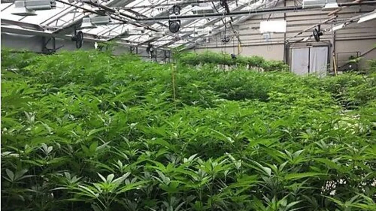 Viele der im April beschlagnahmten Cannabispflanzen standen in Vollblüte - Symbolfoto