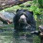 Zwei Brillenbären-Brüder aus dem dänischen Givskud Zoo werden mit den Schönbrunner Weißrüssel-Nasenbären vergesellschaftet.