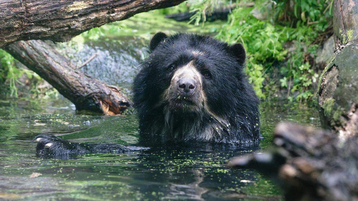 Zwei Brillenbären-Brüder aus dem dänischen Givskud Zoo werden mit den Schönbrunner Weißrüssel-Nasenbären vergesellschaftet.