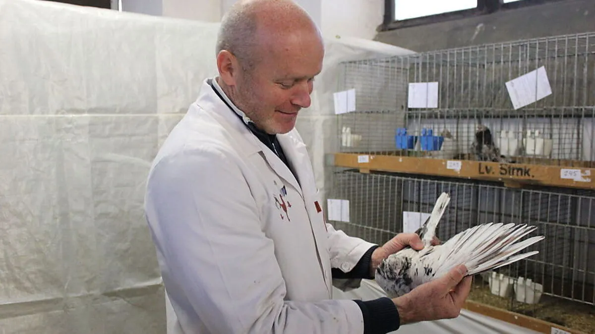 Preisrichter Gerfried Peiner, selbst Taubenzüchter, nimmt einen der Vögel genau unter die Lupe