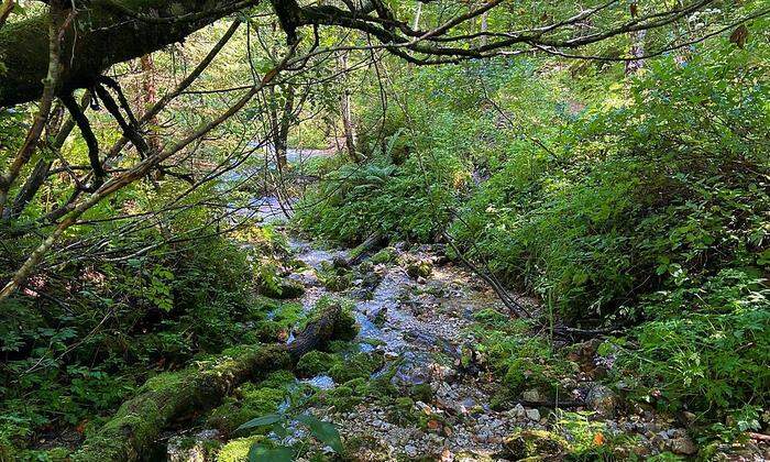 Beim Ursprung der Steyr vereinen sich im Wald sieben kleine Quellen zu einem Fluss