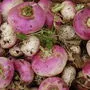 Speiserüben wurden früher ausgehölt, mit Docht versehen und dann mit Wachs gefüllt