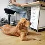 Symbolbild zum Thema Buerohund. Ein Golden Retriever liegt in einem Buero, aufgenommen in Berlin, 18.06.2024. Berlin Deutschland *** Symbolic picture of a Golden Retriever lying in an office, taken in Berlin, 18 06 2024 Berlin Germany Copyright: xJulianexSonntagxphotothek.dex