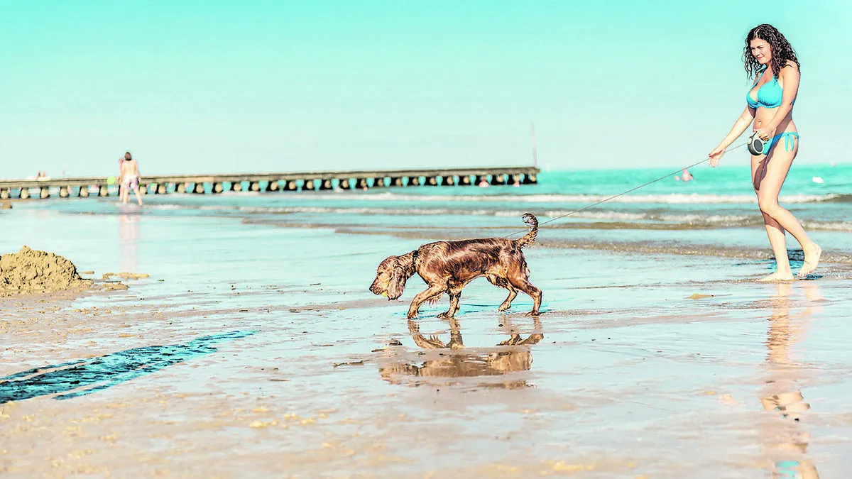 Der Hundestrand „Baubau-Beach“ ist ein echtes Highlight für Hundebesitzer und ihre Lieblinge