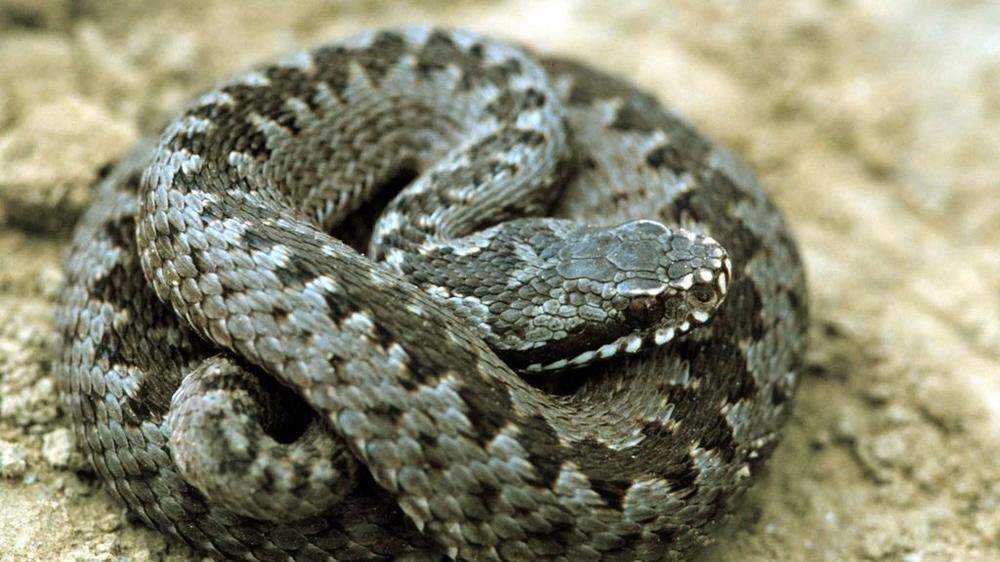 Zu den giftigsten heimischen Schlangenarten gehört die Kreuzotter - Bissunfälle sind nicht lebensbedrohlich
