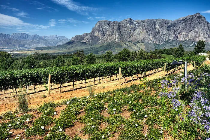 Cape Winelands. Wilde Tiere sind das Eine. Aber in Südafrika werden auch die Weine hochgehalten. Eine Safari der anderen Art macht man am besten rund um die historischen Städte Franschhoek und Stellenbosch. Prost.