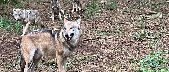 Vier Wolfsrudel wurden im Vorjahr in Kärnten nachgewiesen (Symbolbild)