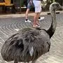 Der Emu war in der Klagenfurter Innenstadt unterwegs