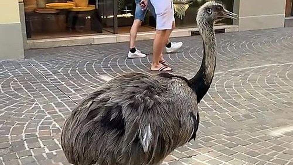 Der Emu war in der Klagenfurter Innenstadt unterwegs