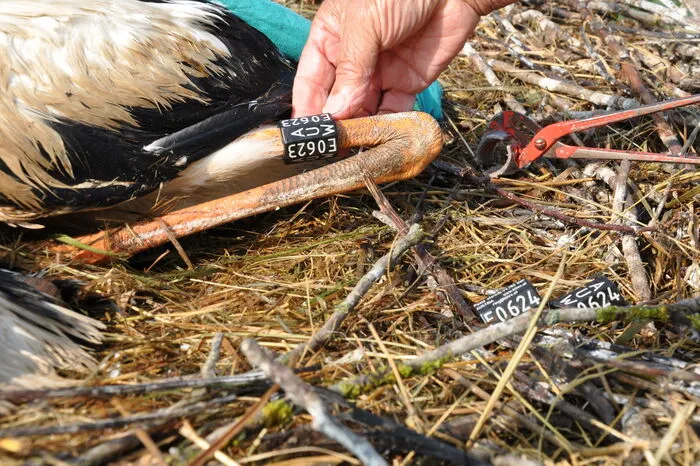 Der Code auf dem Ring gibt Auskunft über das Herkunftsland und die Stadt aus denen der Storch stammt