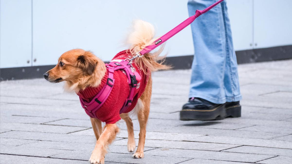 In Zukunft müssen alle Hundehalter, unabhängig von der Rasse, einen Kurs absolvieren (Symbolfoto)