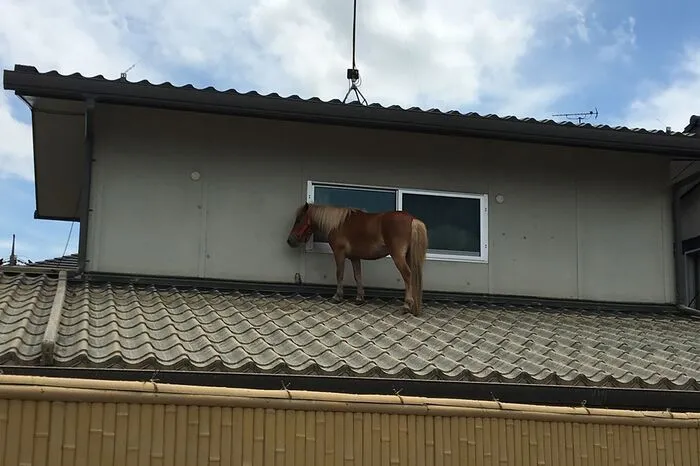 Ein Pony hat hingegen überlebt. Das Tier schwamm zu einem Dach und harrte dort tagelang bis zu seiner Rettung aus. 
