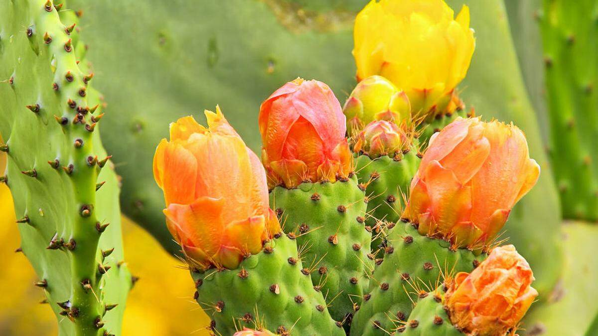 Während viele Kakteen ungenießbar seien, sei die Gattung Opuntia reichhaltig, vor allem, wenn man sie anbaue und nicht wie Unkraut gedeihen lasse