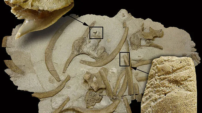 Tigerhai-Angriff vor 14.5 Millionen Jahren endete tödlich für steirische Seekuh