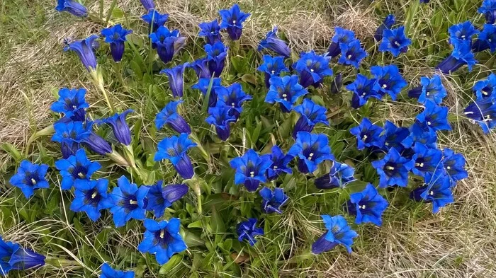 Weltweit gibt es mehr als 1000 Arten – die blauen stängellosen sind die bekanntesten. Weiße, gelbe, gestreifte oder „gefranste“ gibt es ebenso. Manche werden als Medizin oder Schnaps (Wurzeln) verwendet. Geschützt sind in Österreich fast alle.