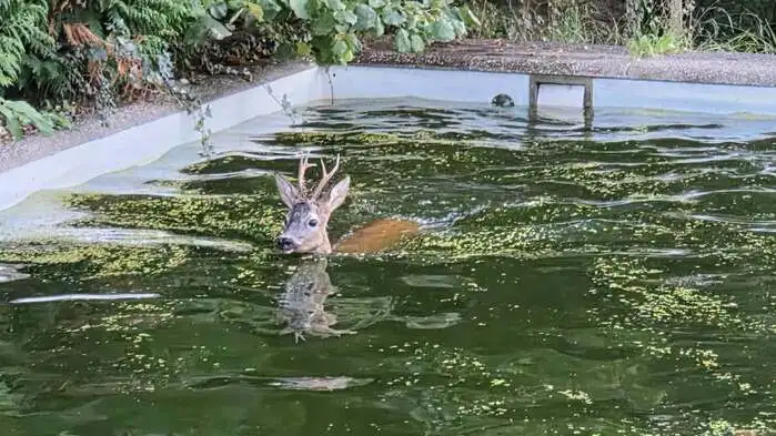 Dieser Rehbock nahm ein kühles Bad in Graz-Mariatrost