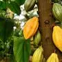 Die Kakaopflanze Theobroma Cacao mit großen gelben und grünen Kakaobohnen, die für die Herstellung von Schokolade verwendet werden 