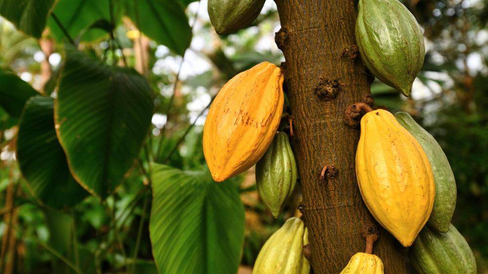 Die Kakaopflanze Theobroma Cacao mit großen gelben und grünen Kakaobohnen, die für die Herstellung von Schokolade verwendet werden 