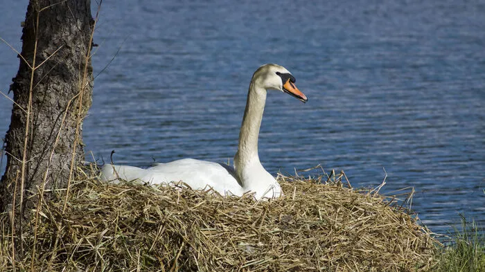 Schwan am Murufer, von Walter Schindler aus Zeltweg.