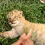 Das Liger-Baby | Das Liger-Baby