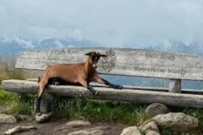 Am Gipfel der Gasselhöhe auf der Reiteralm: Wer besetzt da die Bank mit dem besten Ausblick?