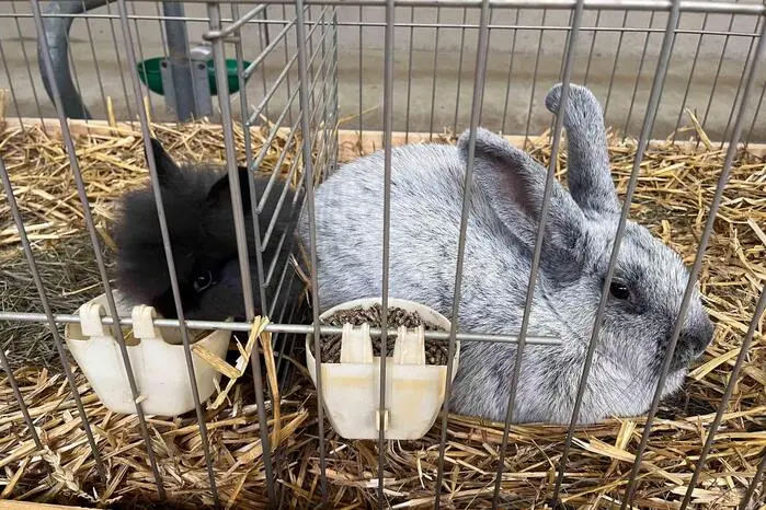 Veranstaltet vom Kleintierzuchtverein Hartberg, präsentierten engagierte Züchter eine beeindruckende Vielfalt an Kaninchen, Tauben, Geflügel, Ziergeflügel, Meerschweinchen und Vögeln. 