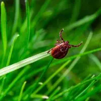 20.000 Österreicher erkranken jedes Jahr an Borreliose 
