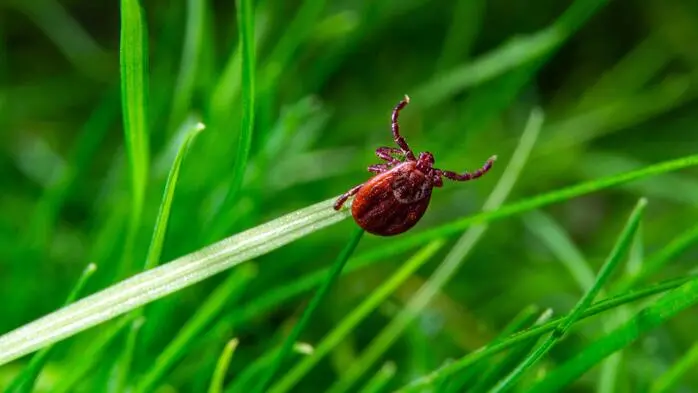 Schutz vor FSME: Zeckenimpfung verhinderte 10.000 Erkrankungen