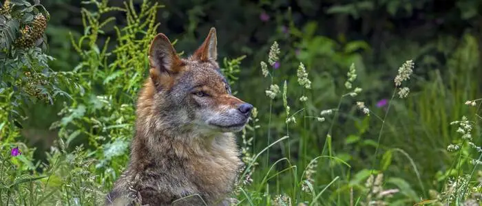 Ein Wolf sitzt im hohen Gras
