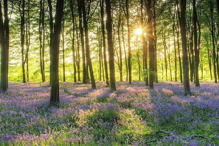 Micheldever Forest. Jedes Jahr im Frühjahr erobert das Atlantische Hasenglöckchen Großbritannien im Allgemeinen und diesen Wald in der Grafschaft Hampshire im Speziellen: Die Natur rollt zwischen den Buchen einen durchgehenden blau blühenden Teppich aus. Wichtig: Die Pflanze ist geschützt. Man darf sie pflücken, aber die Zwiebeln nicht ausgraben.