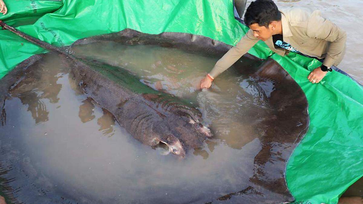 Der Fisch wurde Mitte Juni gefangen und wieder freigelassen