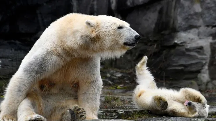 Nach Knut folgt der nächste Eisbärenhype in Deutschland: Eisbärenmama Tonja hat am 1. Dezember 2018 im Tierpark Berlin ein Junges zur Welt gebracht.