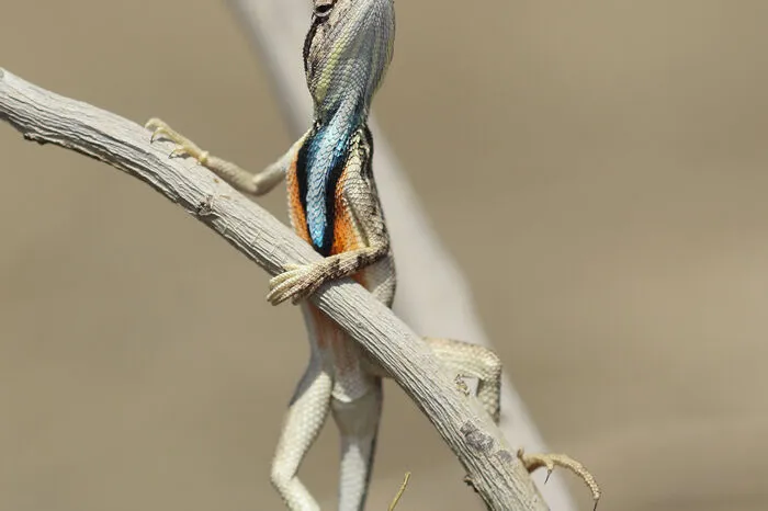 Seit 2015 wird der Award vergeben. Der kostenlose Wettbewerb ist offen für Naturfotografie-Experten und Anfänger und zeigt auf, was wir tun müssen, um die Natur und die Artenvielfalt zu schützen.