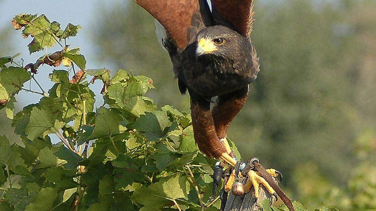 Drohnen haben in eine Textprojekt in Rust Falken bei der Starenabwehr ersetzt - erfolgreich wie es scheint