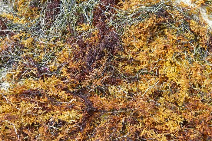 Seit etwa zehn Jahren werden die Karibik und auch Teile der Küsten Westafrikas verstärkt von Sargassum heimgesucht.