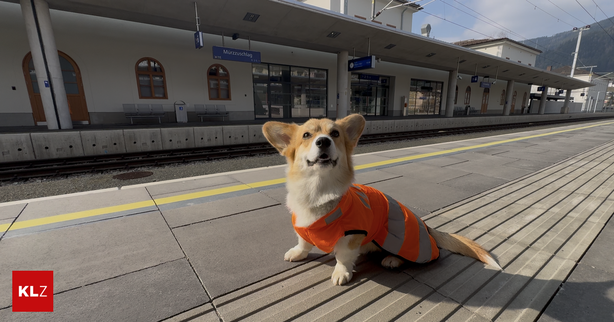 -BB-Schnupperant-Yoda-genie-t-seine-Rolle-in-vollen-Z-gen