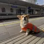 Corgi-Rüde „Yoda“ fühlt sich am Bahnhof in Mürzzuschlag pudelwohl