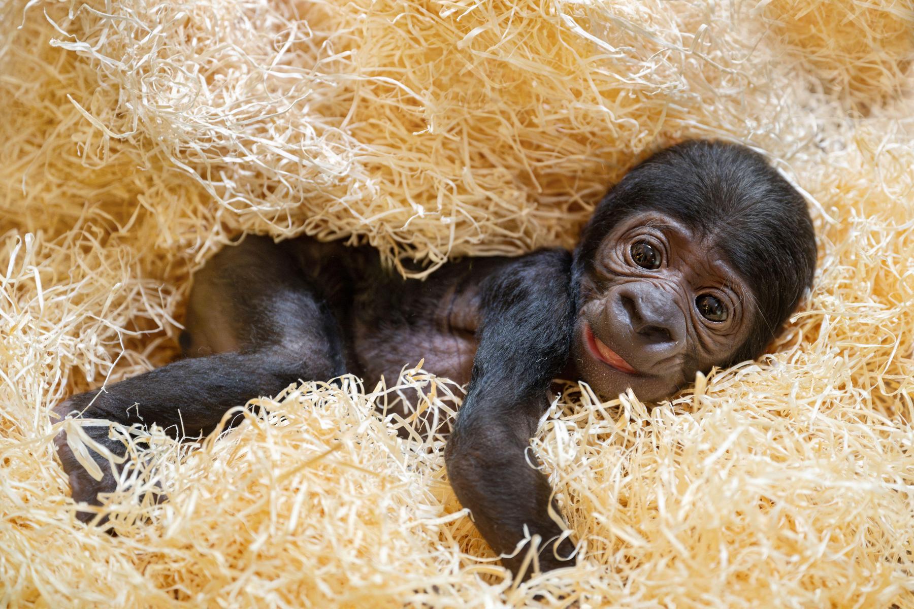 Schwere Geburt: Erstmals in Österreich: Gorillababy in Zoo zur Welt gekommen