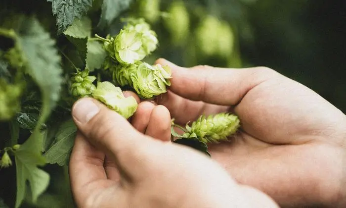 Der Hopfen für das Wimitzbier hat Bio-Qualität