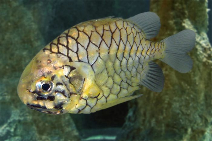 Aus der Dauerausstellung ist inzwischen ein wissenschaftlich geführter Zoo geworden, der sich über mehrere Stockwerke erstreckt und neben Meerestieren wie diesem Tannenzapfenfisch aus der Tiefseeabteilung auch Reptilien, Süßwassertiere, Affen und frei fliegende Vögel beherbergt.